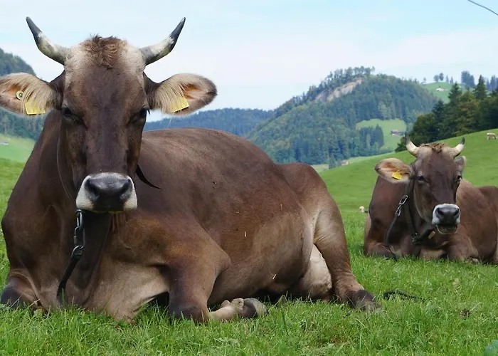 فندق مبيت وإفطار Gaestehaus Aemisegg