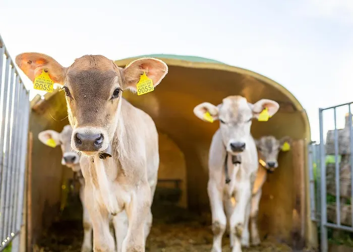 Gaestehaus Aemisegg Bed and Breakfast Sankt Peterzell